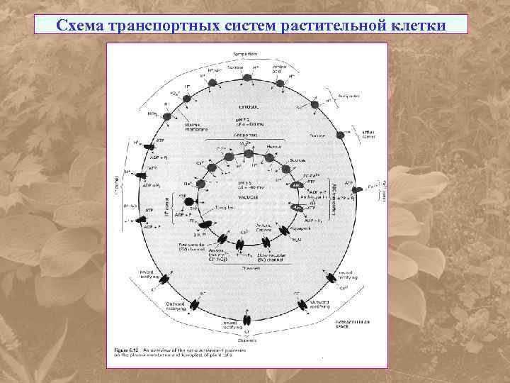 Схема транспортных систем растительной клетки 