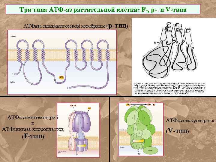 Три типа АТФ-аз растительной клетки: F-, p- и V-типа АТФаза плазматической мембраны (p-тип) АТФаза