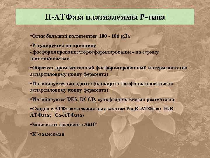 Н-АТФаза плазмалеммы Р-типа • Один большой полипептид 100 - 106 к. Да • Регулируется