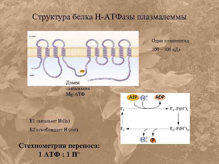 Структура белка Н-АТФазы плазмалеммы Один полипептид 100 – 106 к. Да Домен связывания Mg-АТФ