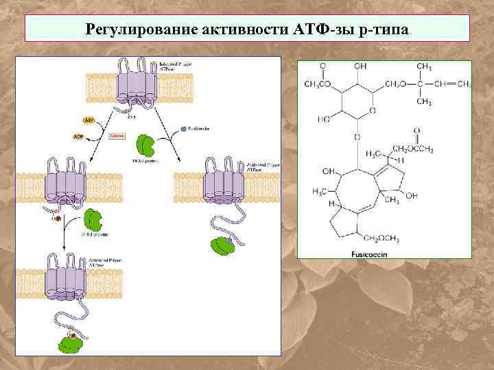 Регулирование активности АТФ-зы р-типа 