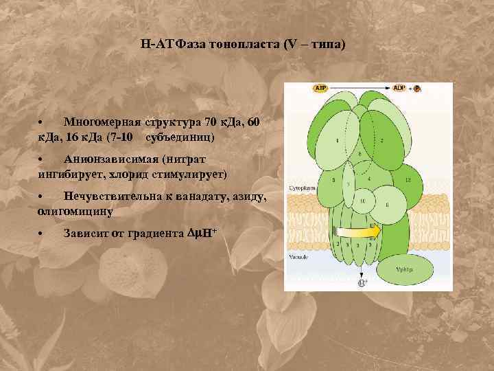 Н-АТФаза тонопласта (V – типа) • Многомерная структура 70 к. Да, 60 к. Да,