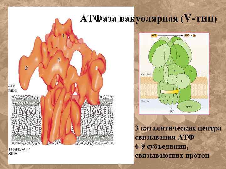  АТФаза вакуолярная (V-тип) 3 каталитических центра связывания АТФ 6 -9 субъединиц, связывающих протон