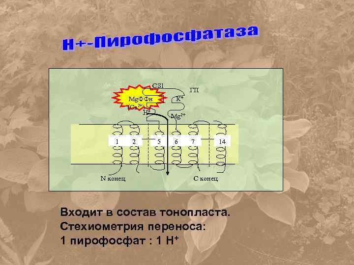 CS 1 Mg. ФФн (Са 2+) Н+ 1 N конец 2 ГП К+ Mg