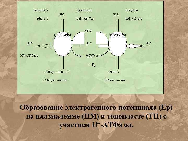 апопласт цитозоль ПМ р. Н 5, 5 вакуоль ТП р. Н 7, 3 -7,