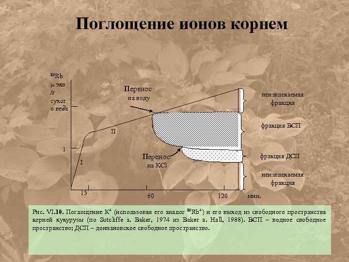 Поглощение ионов корнем 86 Rb экв /г сухог 2 о веса Перенос неизвлекаемая фракция