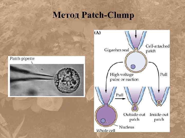 Метод Patch-Clump 