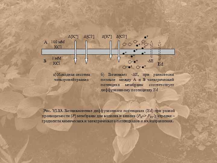  [K+] [Cl-] A 100 м. М KCl Б 1 м. М KCl а)