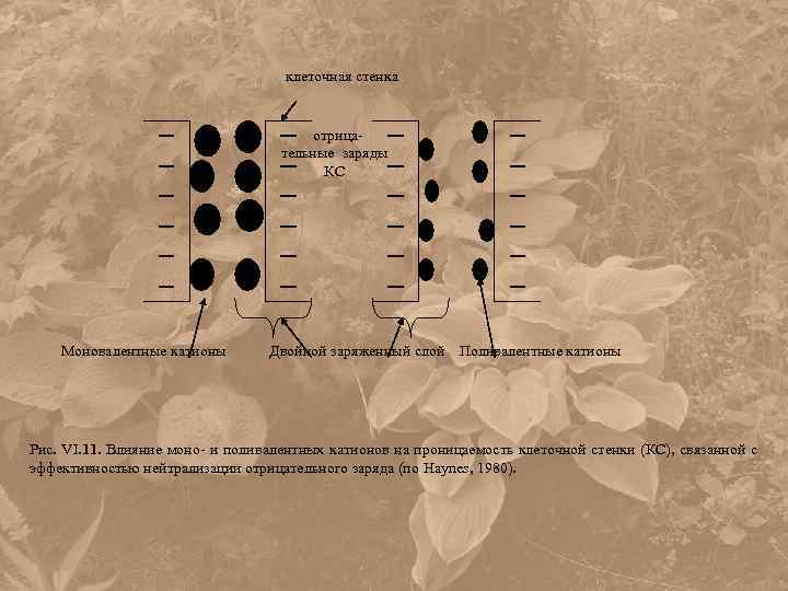 клеточная стенка отрица- тельные заряды КС Моновалентные катионы Двойной заряженный слой Поливалентные катионы Рис.