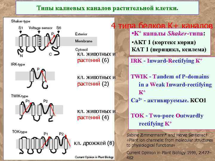 Типы калиевых каналов растительной клетки. 4 типа белков К+ каналов • К+ каналы Shaker-типа: