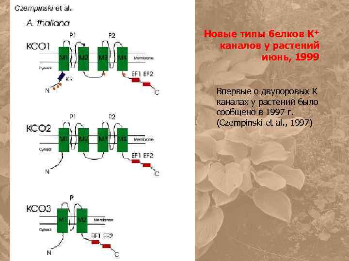 Новые типы белков К+ каналов у растений июнь, 1999 Впервые о двупоровых К каналах