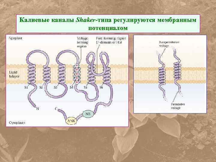 Калиевые каналы Shaker-типа регулируются мембранным потенциалом 