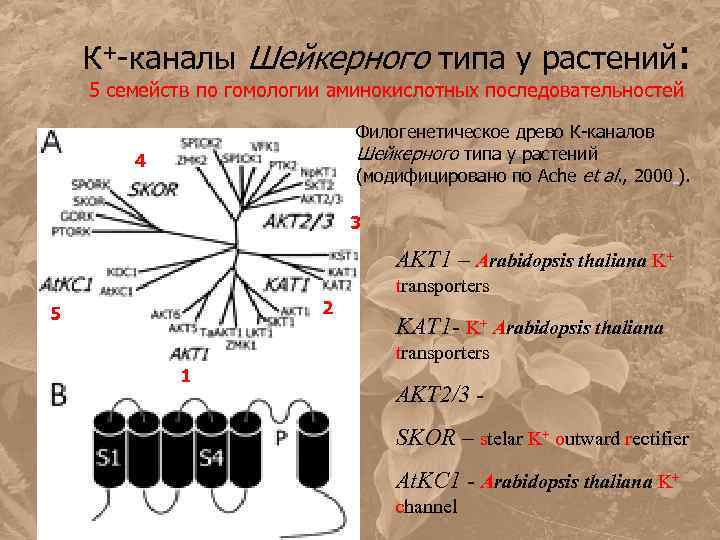 К+-каналы Шейкерного типа у растений: 5 семейств по гомологии аминокислотных последовательностей Филогенетическое древо К-каналов