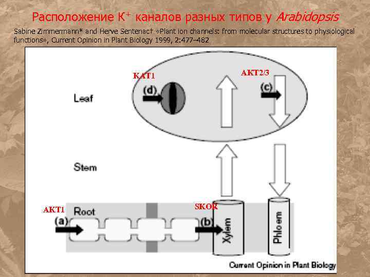 Расположение К+ каналов разных типов у Arabidopsis Sabine Zimmermann* and Herve Sentenac† «Plant ion