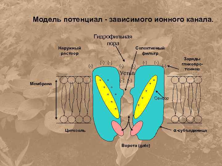 Модель потенциал - зависимого ионного канала. Гидрофильная пора Наружный раствор (-) (-) Селективный фильтр