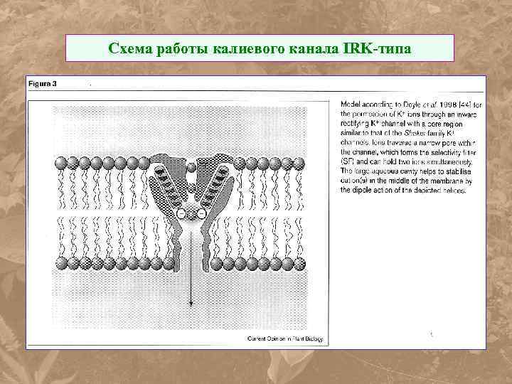 Схема работы калиевого канала IRK-типа 