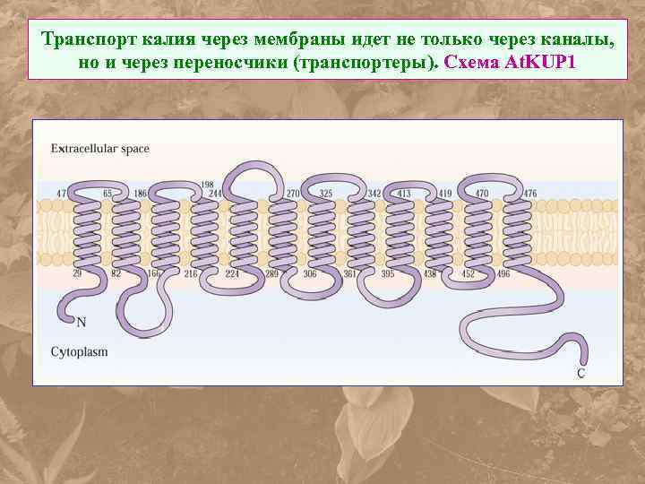 Транспорт калия через мембраны идет не только через каналы, но и через переносчики (транспортеры).