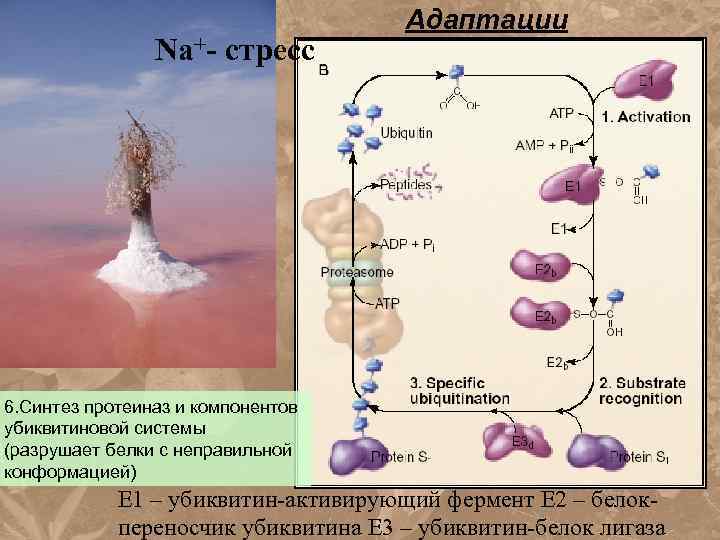 Na+- стресс Адаптации 6. Синтез протеиназ и компонентов убиквитиновой системы (разрушает белки с неправильной