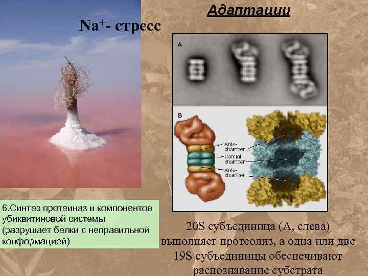 Na+- стресс 6. Синтез протеиназ и компонентов убиквитиновой системы (разрушает белки с неправильной конформацией)