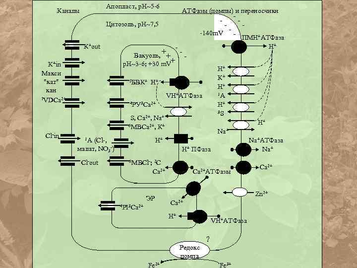 Апопласт, р. Н 5 -6 Каналы АТФазы (помпы) и переносчики -140 m. V ПМН+АТФаза