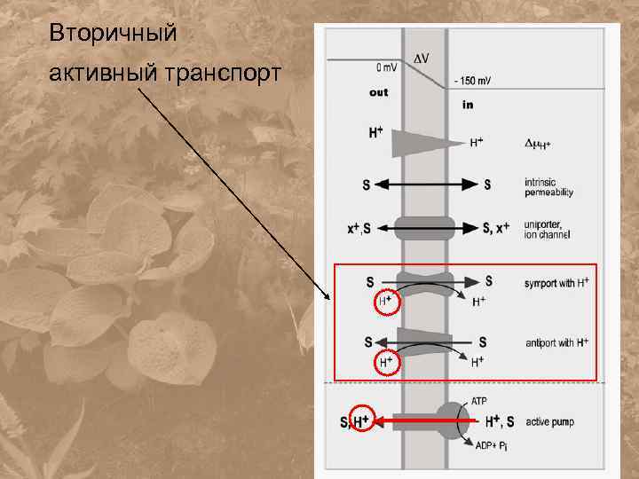 Вторичный активный транспорт 