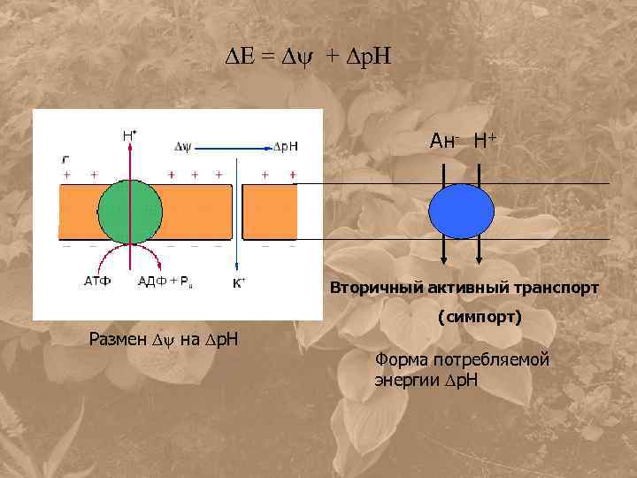  Е = + р. Н Ан- Н+ Вторичный активный транспорт (симпорт) Размен на