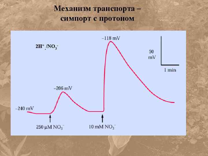 Механизм транспорта – симпорт с протоном 2 Н+. /NО 3 - 