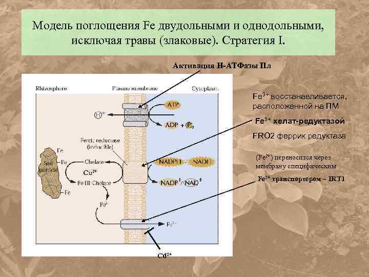 Модель поглощения Fe двудольными и однодольными, исключая травы (злаковые). Стратегия I. Активация Н-АТФазы Пл