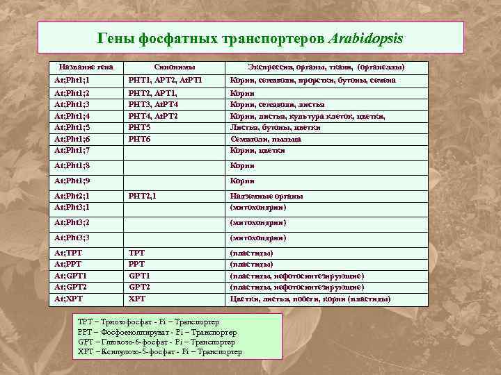 Гены фосфатных транспортеров Arabidopsis Название гена Синонимы Экспрессия, органы, ткани, (органеллы) At; Pht 1;