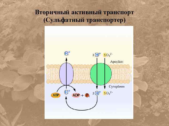 Вторичный активный транспорт (Сульфатный транспортер) 