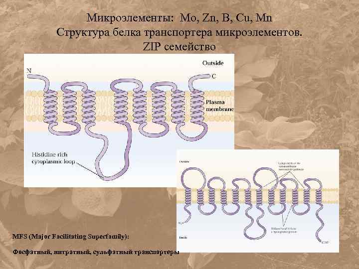 Микроэлементы: Mo, Zn, B, Cu, Mn Структура белка транспортера микроэлементов. ZIP семейство MFS (Major