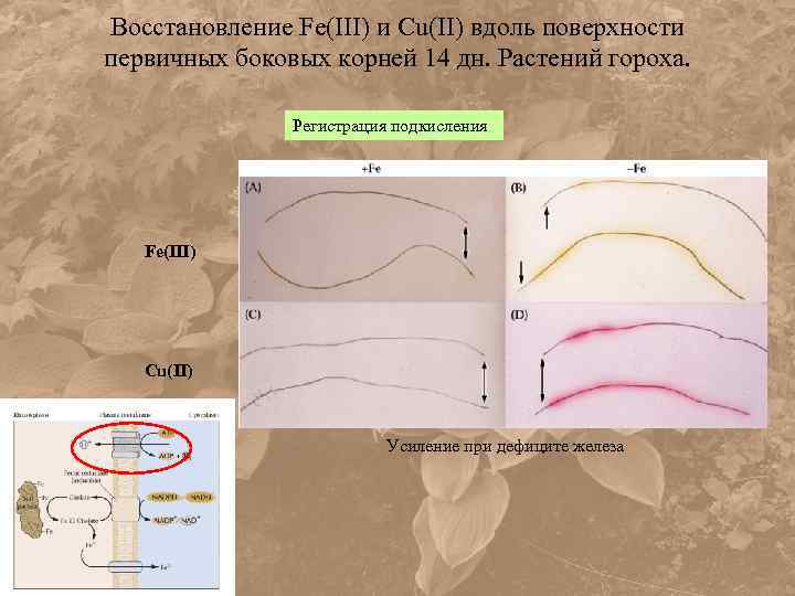 Восстановление Fe(III) и Cu(II) вдоль поверхности первичных боковых корней 14 дн. Растений гороха. Регистрация