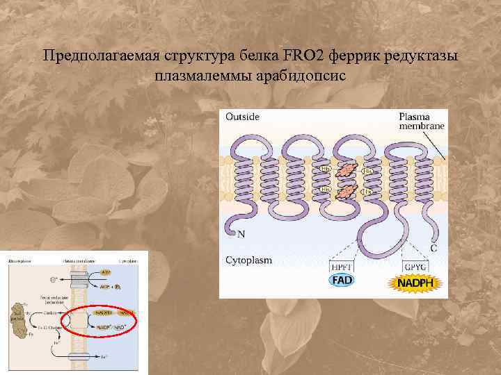 Предполагаемая структура белка FRO 2 феррик редуктазы плазмалеммы арабидопсис 