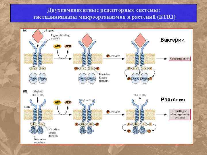 Двухкомпонентные рецепторные системы: гистидинкиназы микроорганизмов и растений (ETR 1) Бактерии Растения 