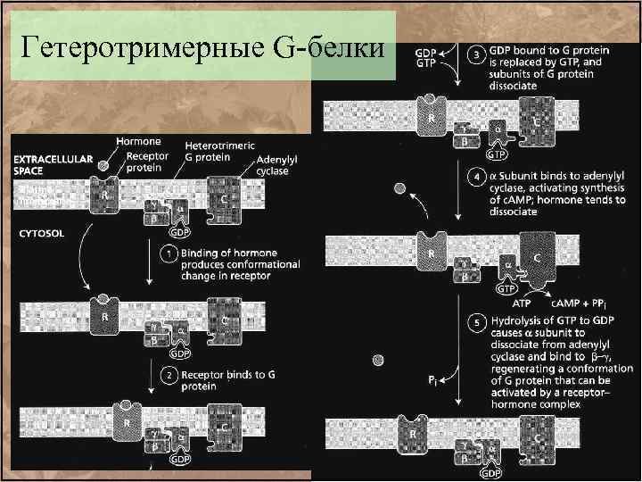 Гетеротримерные G-белки 