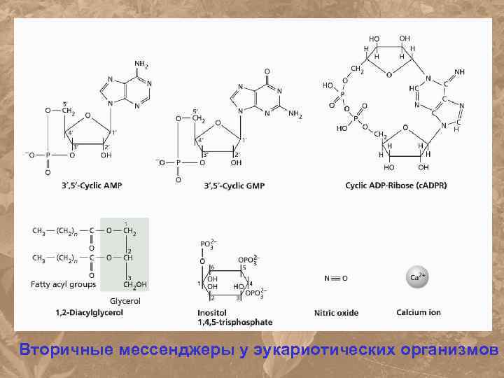 Вторичные мессенджеры у эукариотических организмов 