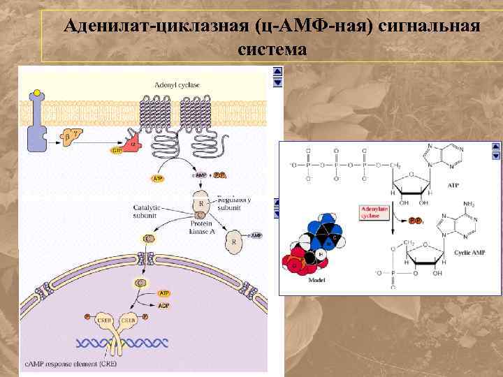 Аденилат-циклазная (ц-АМФ-ная) сигнальная система 