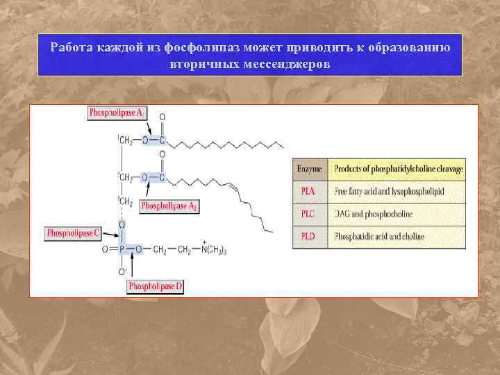 Работа каждой из фосфолипаз может приводить к образованию вторичных мессенджеров 