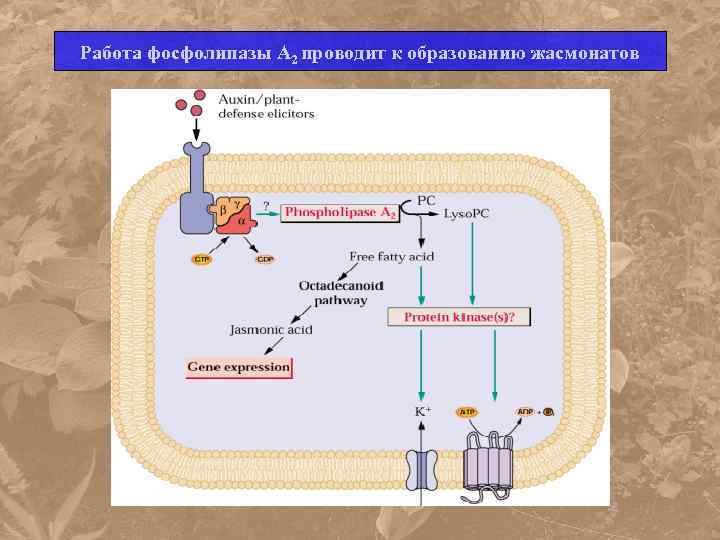 Работа фосфолипазы А 2 проводит к образованию жасмонатов 