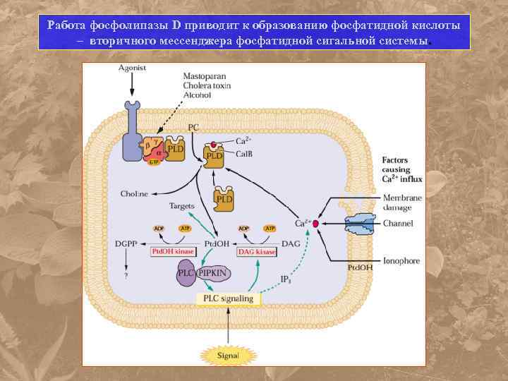 Работа фосфолипазы D приводит к образованию фосфатидной кислоты – вторичного мессенджера фосфатидной сигальной системы.