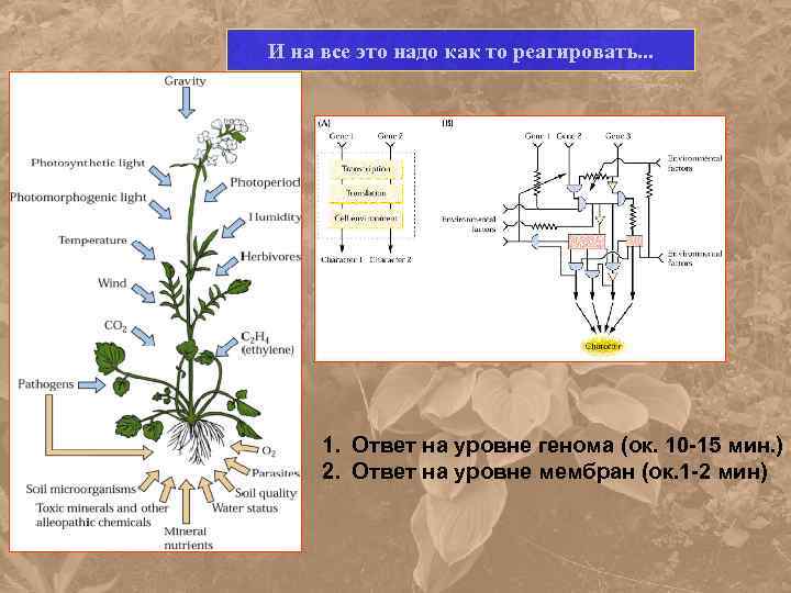 И на все это надо как то реагировать. . . 1. Ответ на уровне