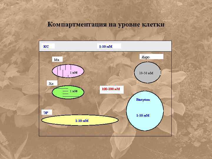 Компартментация на уровне клетки КС 1 -10 м. М Ядро Мх 1 м. М