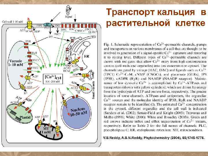 Транспорт кальция в растительной клетке 