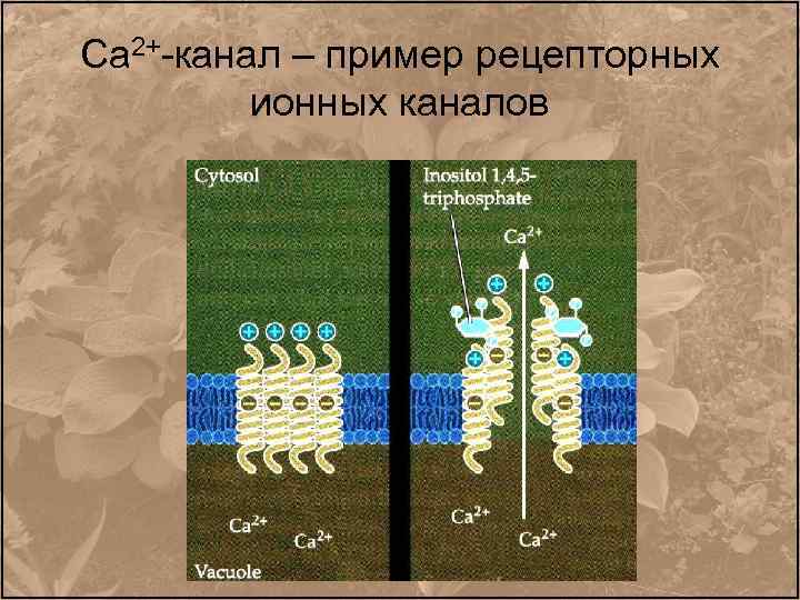 Са 2+-канал – пример рецепторных ионных каналов 