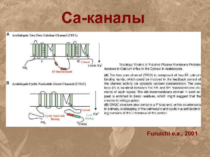 Ca-каналы Furuichi e. a. , 2001 