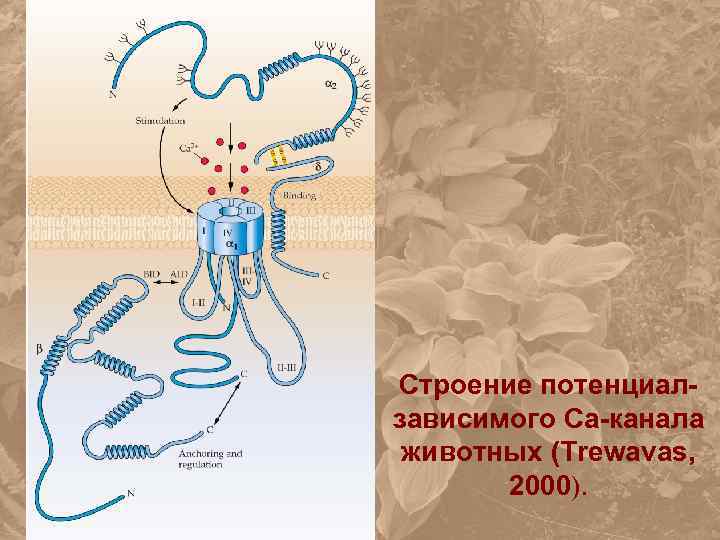 Cтроение потенциалзависимого Са-канала животных (Trewavas, 2000). 