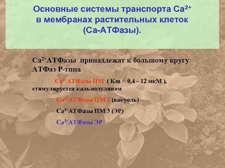 Основные системы транспорта Са 2+ в мембранах растительных клеток (Са-АТФазы). Са 2+АТФазы принадлежат к