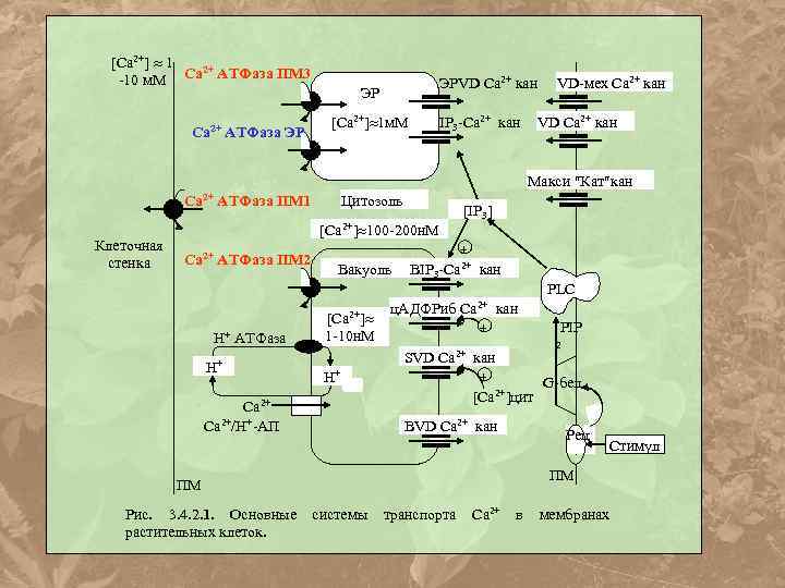 [Ca 2+] 1 2+ -10 м. М Са АТФаза ПМ 3 Са 2+ АТФаза