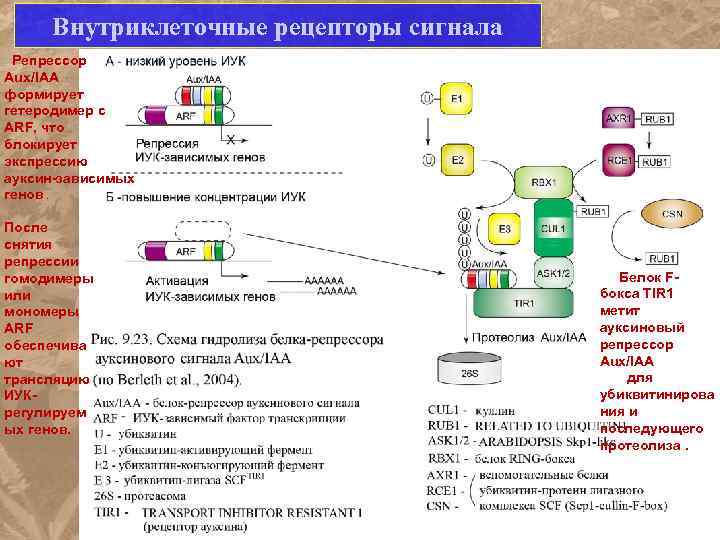 Внутриклеточные рецепторы сигнала Репрессор Aux/IAA формирует гетеродимер с ARF, что блокирует экспрессию ауксин-зависимых генов.