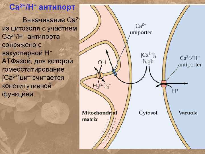 Са 2+/Н+ антипорт Выкачивание Са 2+ из цитозоля с участием Са 2+/Н+ антипорта, сопряжено